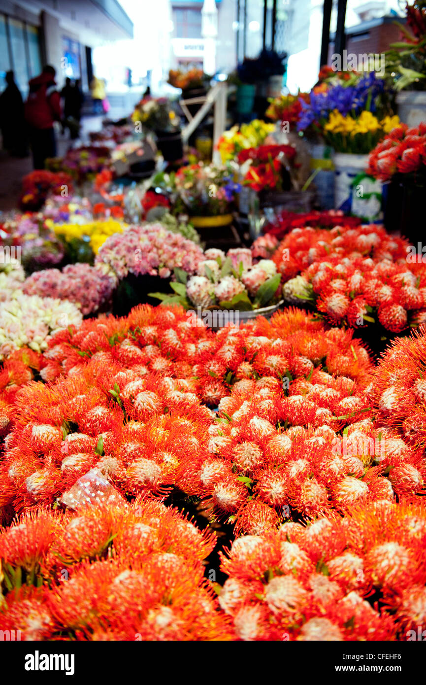 Protea in Kapstadt Trafalgar Place Adderley Street Blumenmarkt, Kapstadt, Südafrika Stockfoto