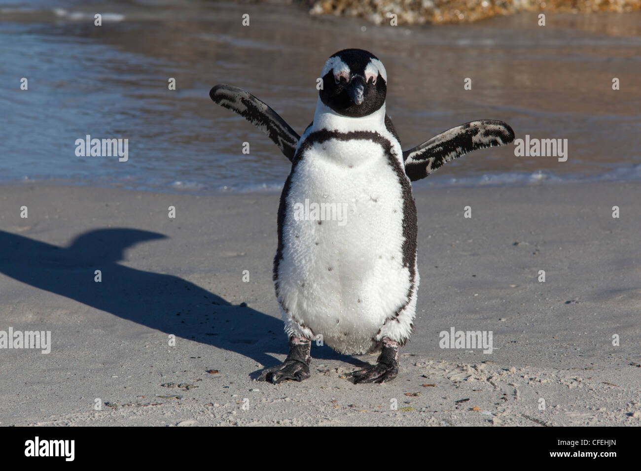 Afrikanischer Penguin, Spheniscus Demersus, Table Mountain National Park, Kapstadt, Südafrika Stockfoto