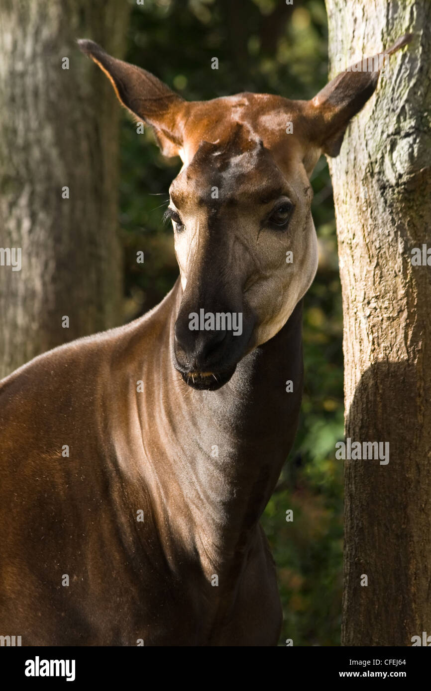 Okapi oder Okapia Johnstoni, ein scheues Tier hat ein gestreiftes Hinterteil, ist im Zusammenhang mit Giraffe und lebt in Kongo, Afrika Stockfoto