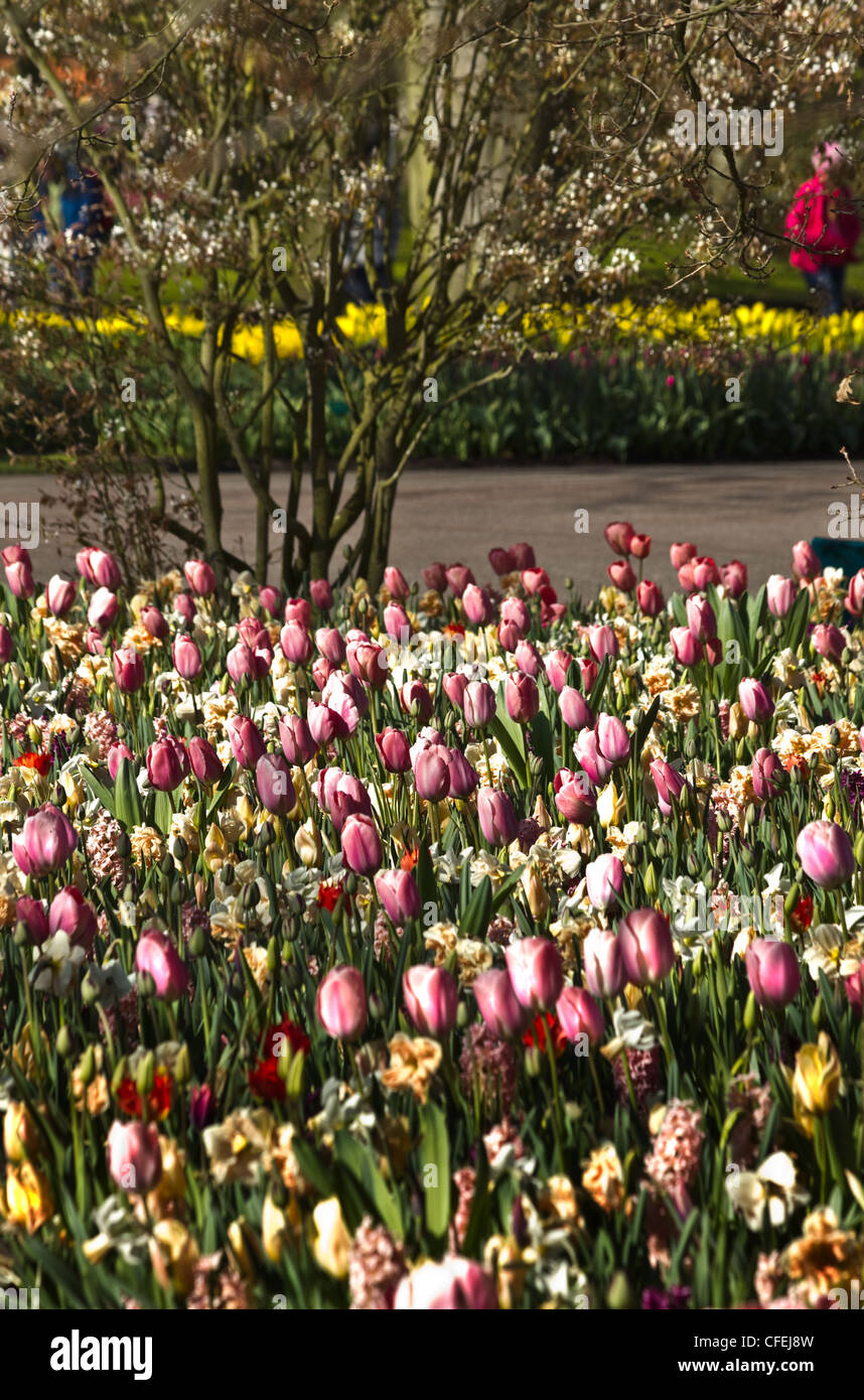 Tulpen und Narzissen in Pastellfarben im Frühlingsgarten - vertikales Bild Stockfoto