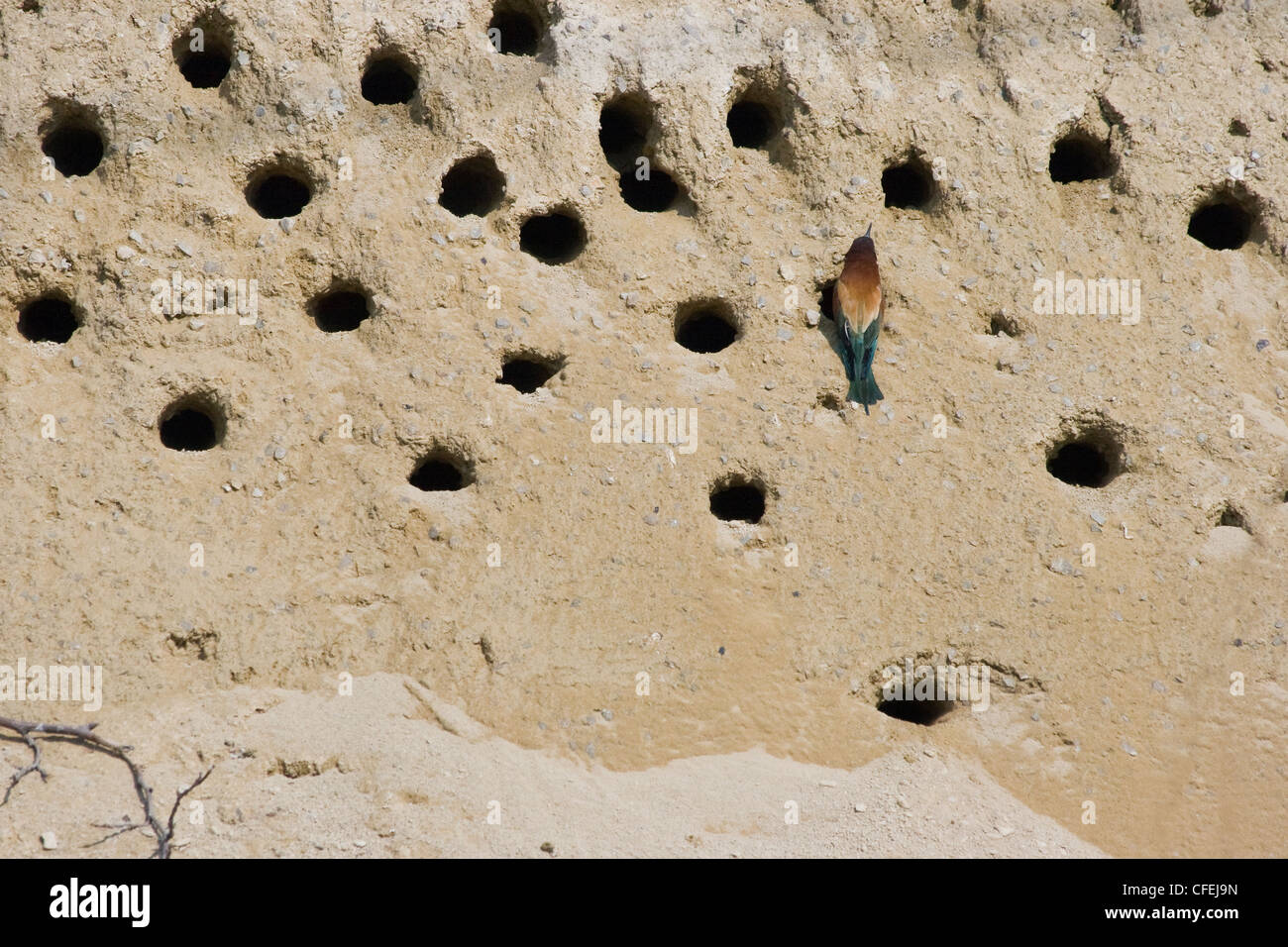 Bienenfresser-Kolonie mit Nester in Höhlen in die Seite eines sandigen Bank und Bienenfresser am Eingang eines Nestes getunnelt Stockfoto