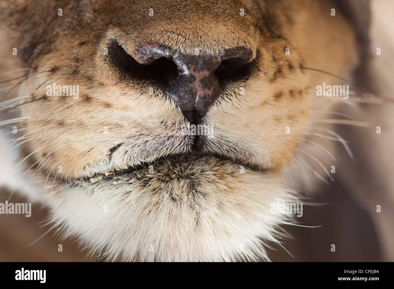 Lion, Panthera Leo, Detail der Schnauze, Kgalagadi Transfrontier Park, Northern Cape, Südafrika Stockfoto