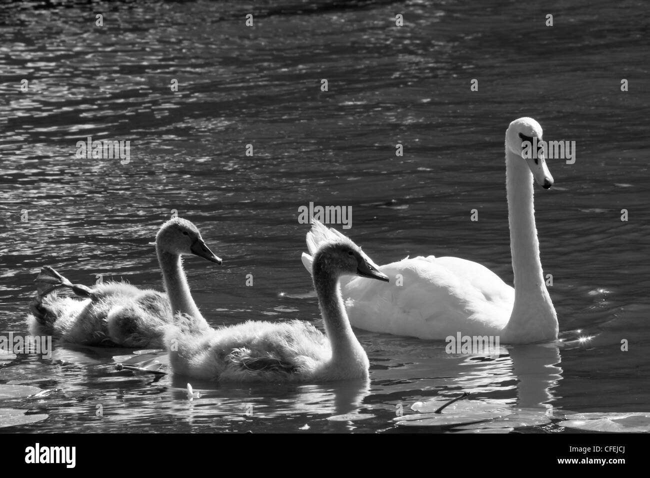 Stumm, Schwäne oder Cygnus Olor Familly schwimmen auf dem Fluss - schwarz / weiß Bild Stockfoto