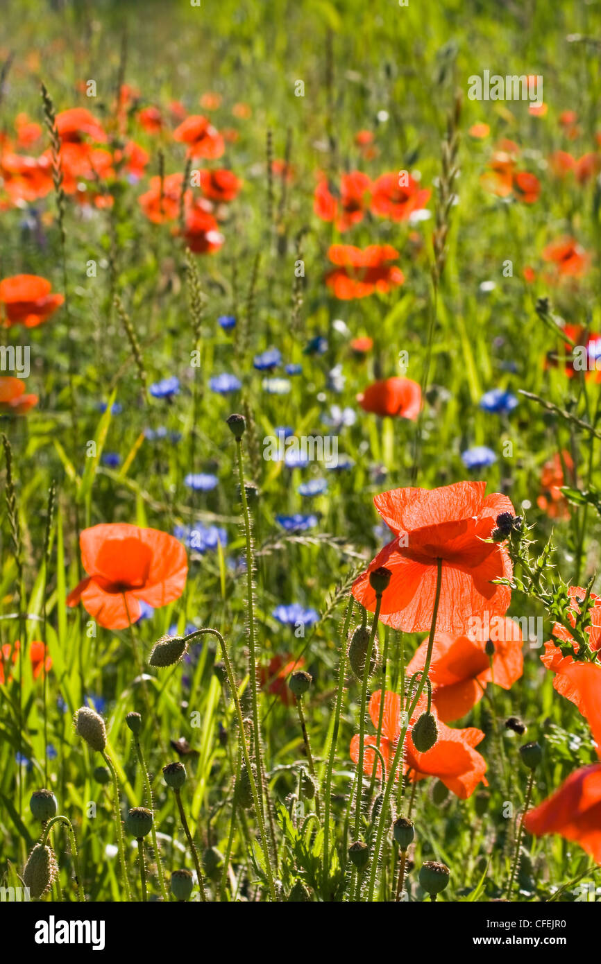 Feld im Sommer mit rotem Klatschmohn oder Papaver Rhoeas und blaue Blumen Stockfoto