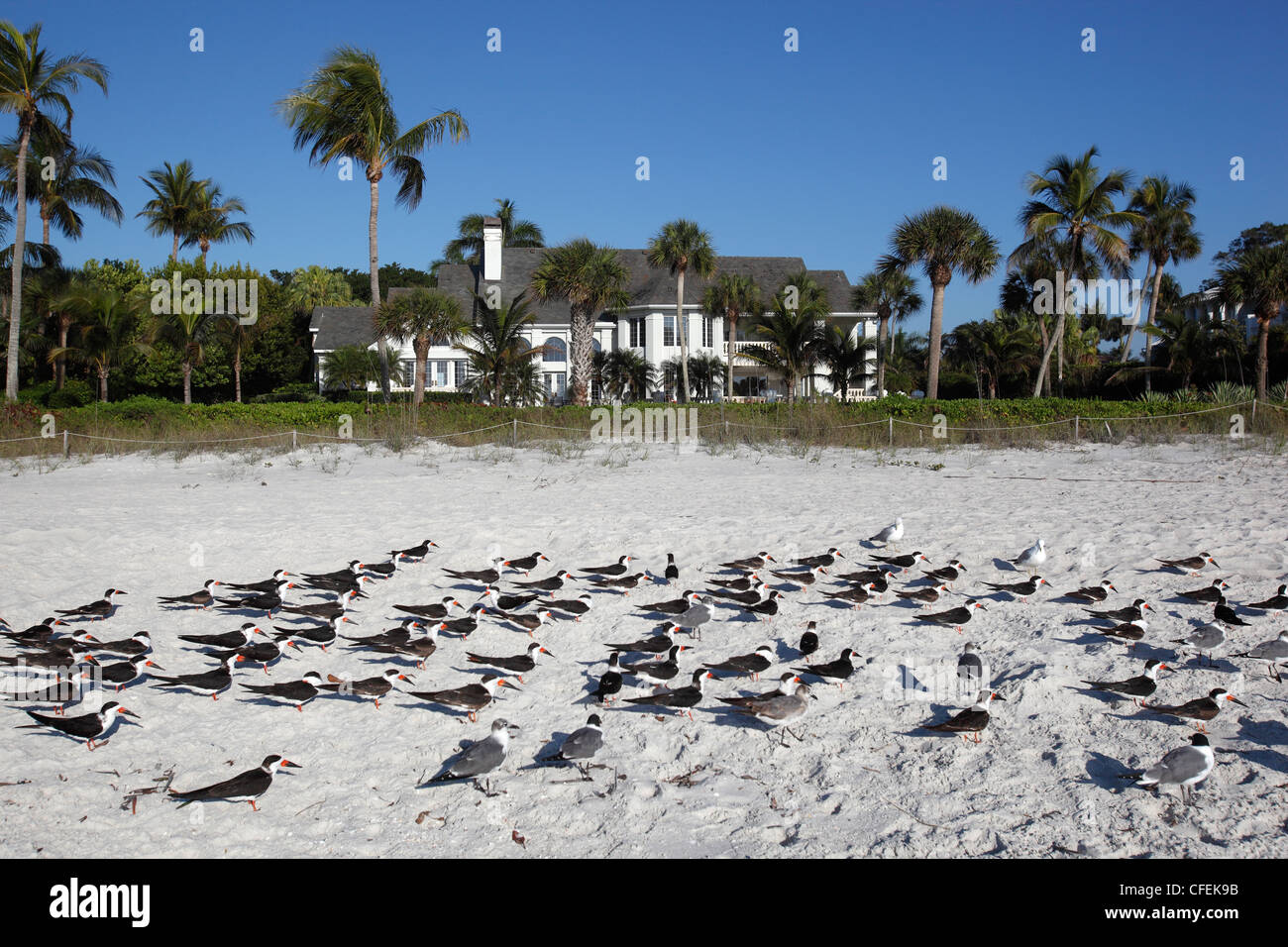 Seeschwalben am Strand vor einem großen Wasser-Haus, Naples, Florida Stockfoto