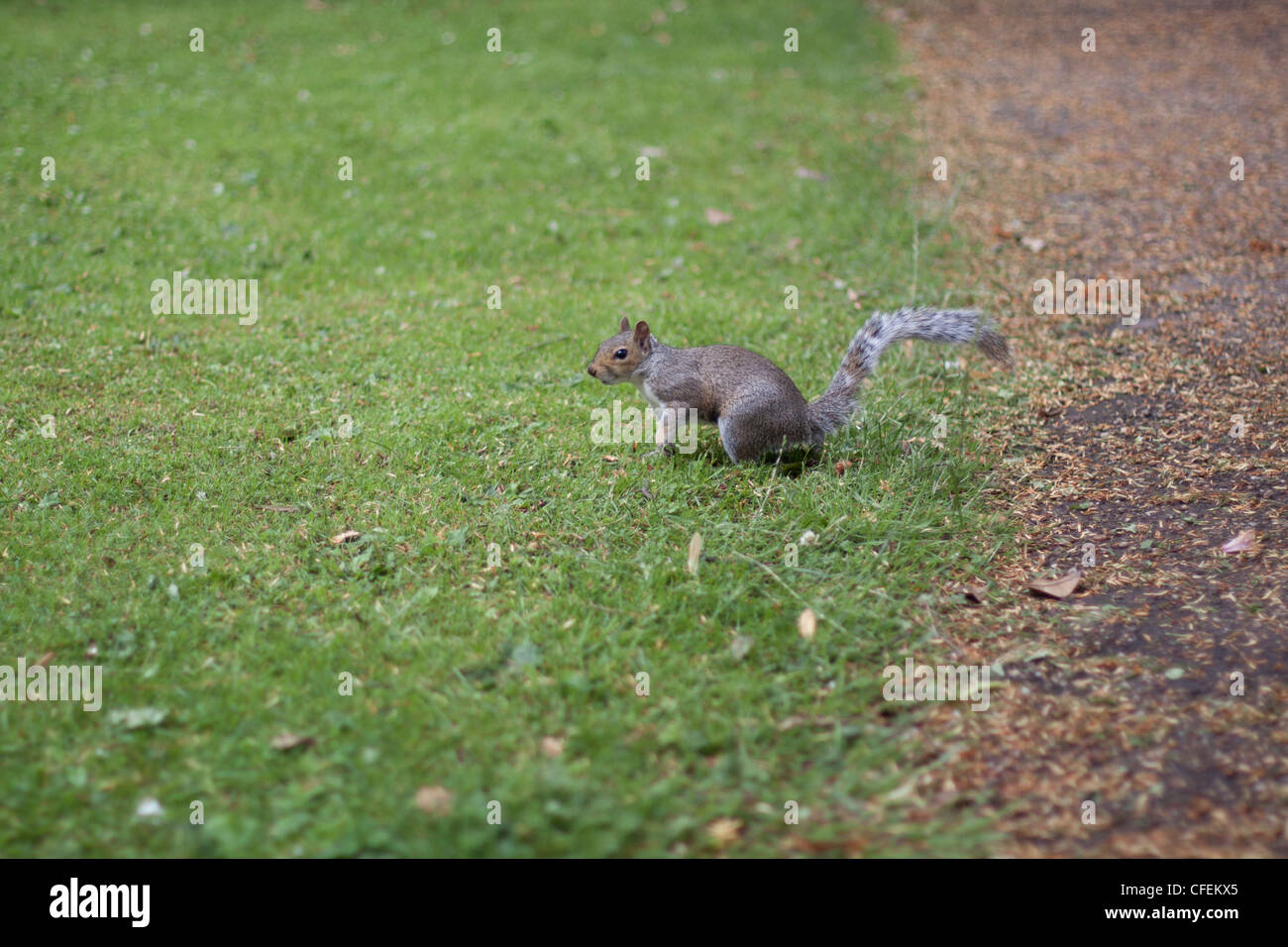 Eichhörnchen Sie auf dem Rasen als nächstes auf einen Pfad im freien Stockfoto