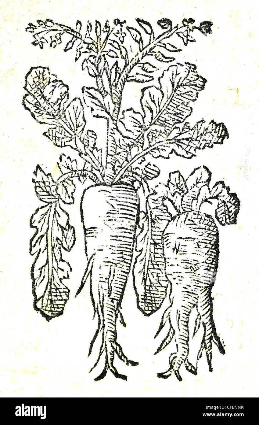 18. Jahrhundert alte botanische Illustration Holzschnitt von Radish / Raphanus raphanistrum  Raphanus, Radix, & Radicula, Matthioli Stockfoto