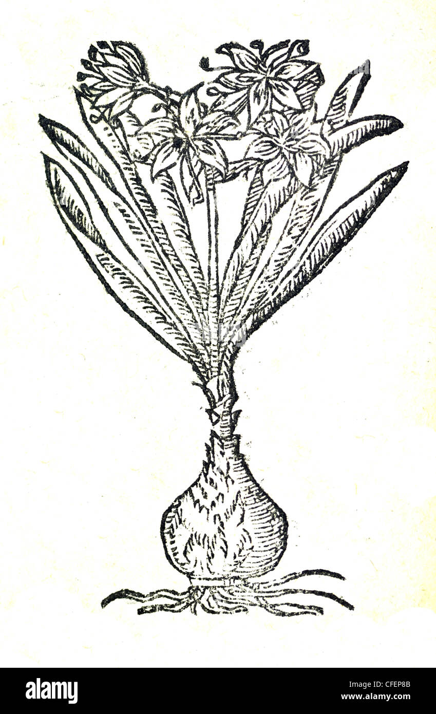 18. Jahrhundert alte Illustration botanischen Holzschnitt. Pflanzen für die Medizin - Meer Daffodil / Narcissus maritimus / Pancratium maritimum Stockfoto