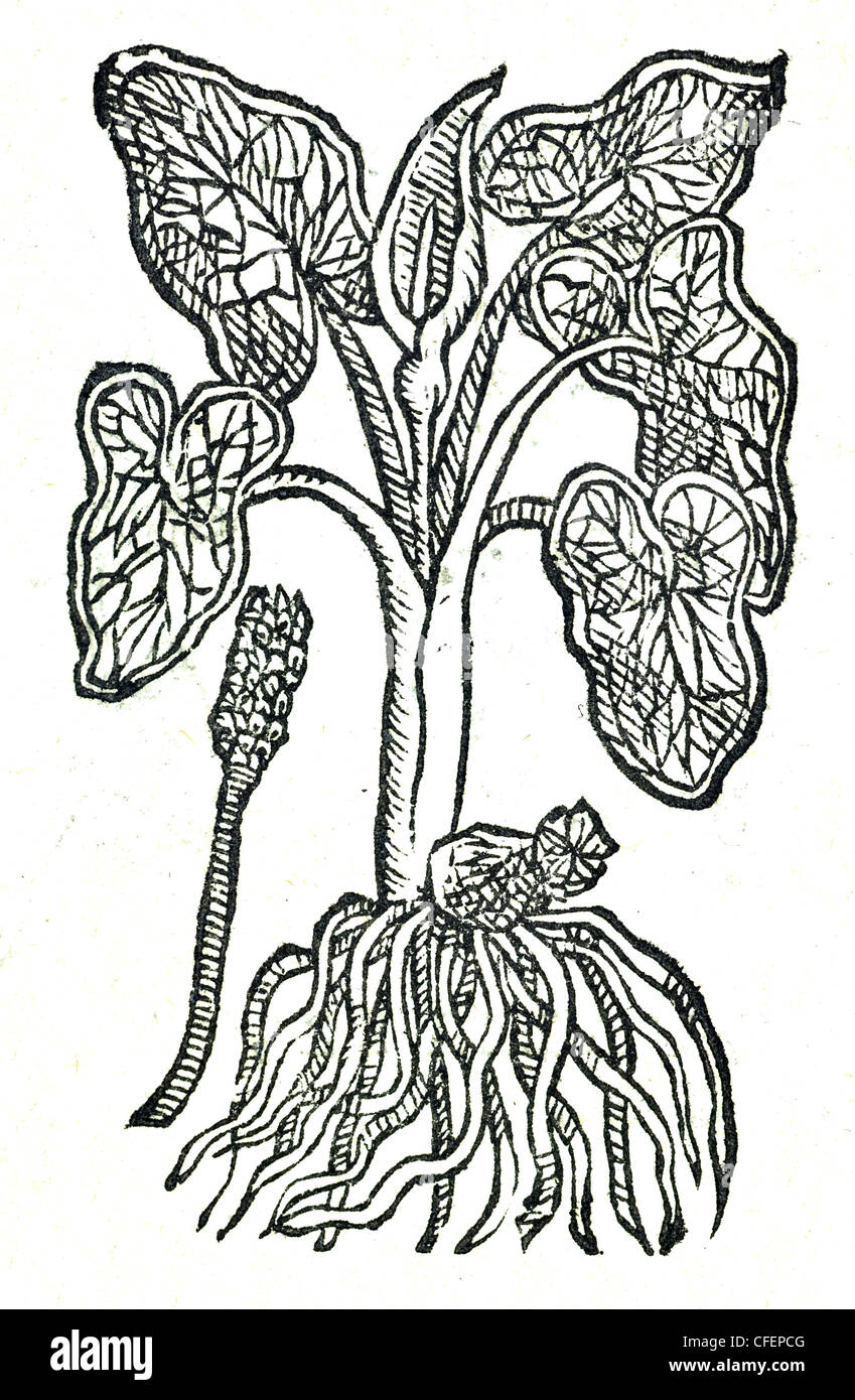 18. Jahrhundert alte botanische Illustration Holzschnitt von Cuckoopint, Herren und Damen / Arum maculatum  Arum maculatum, maculis candidis, vel nigris Stockfoto