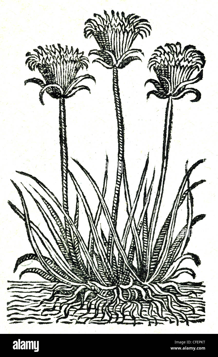 18. Jahrhundert alte botanische Illustration Holzschnitt von Papyrus / Cyperus Papyrus. Stockfoto