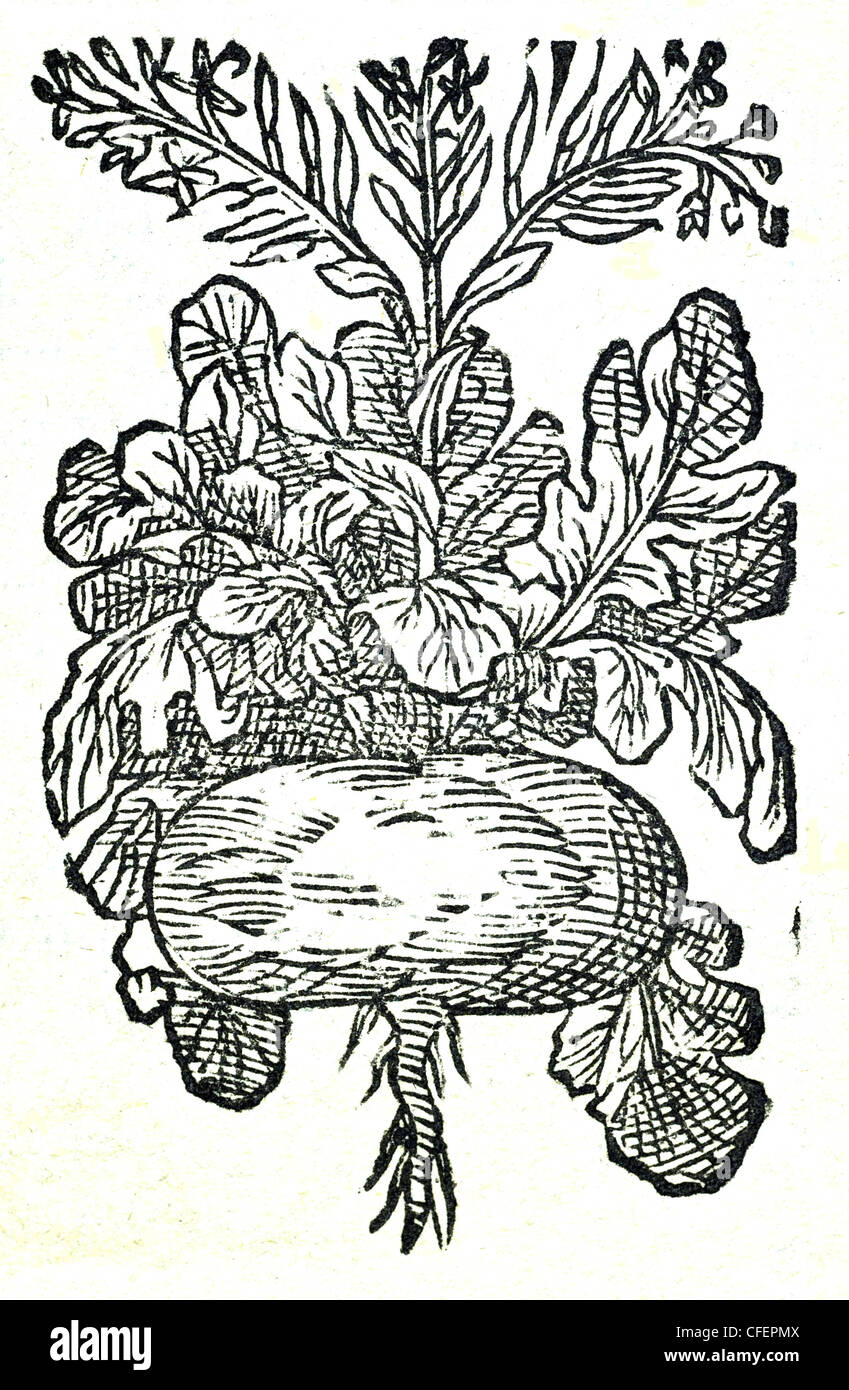 18. Jahrhundert alte botanische Illustration Holzschnitt von Rübe / Brassica sp.  Rapa, Bauhin / Rapum rotundum sive Mas Stockfoto