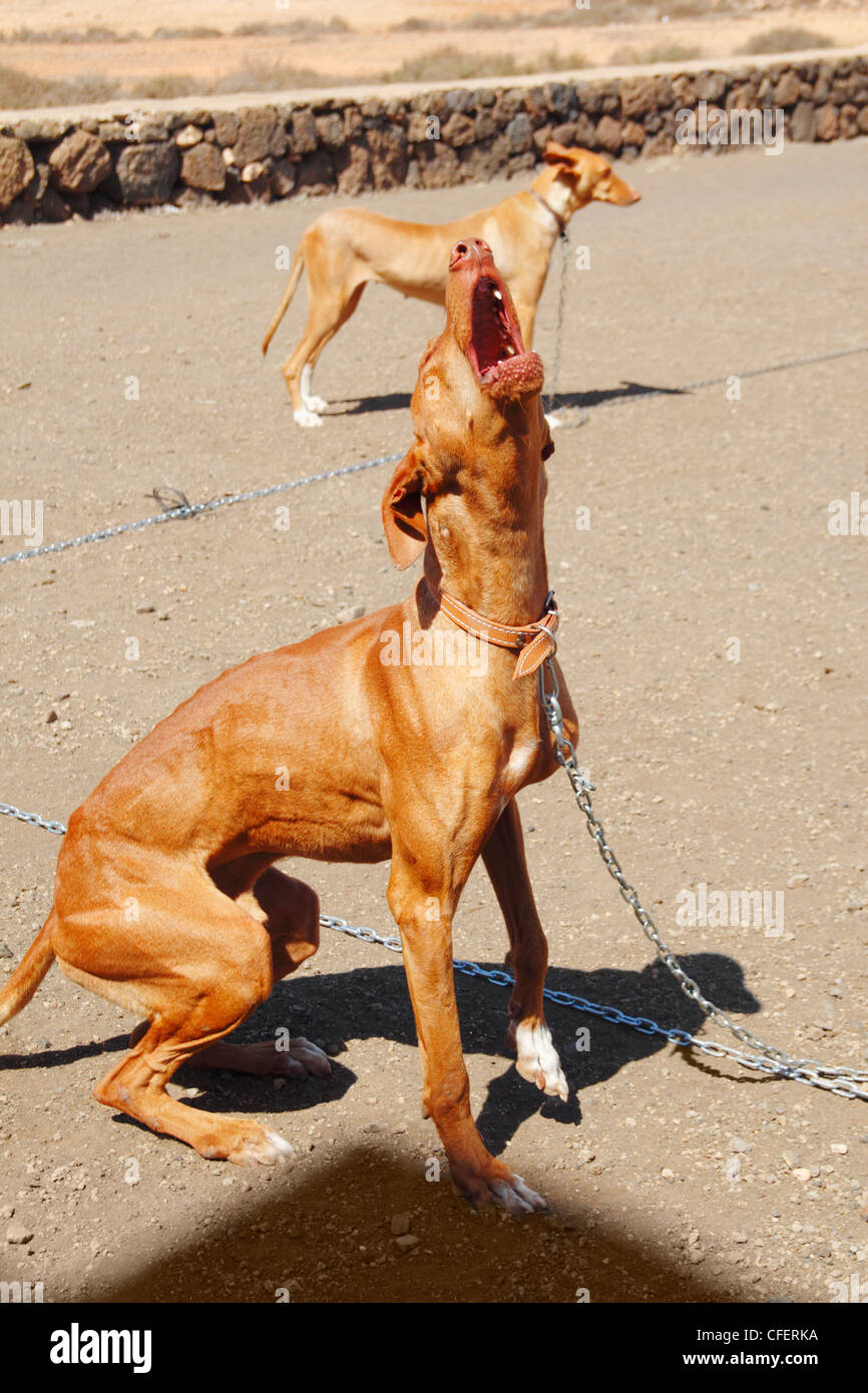 Podenco Canario Jagdhunde auf Podenco Hund zeigen auf Fuerteventura,  Kanarische Inseln, Spanien Stockfotografie - Alamy