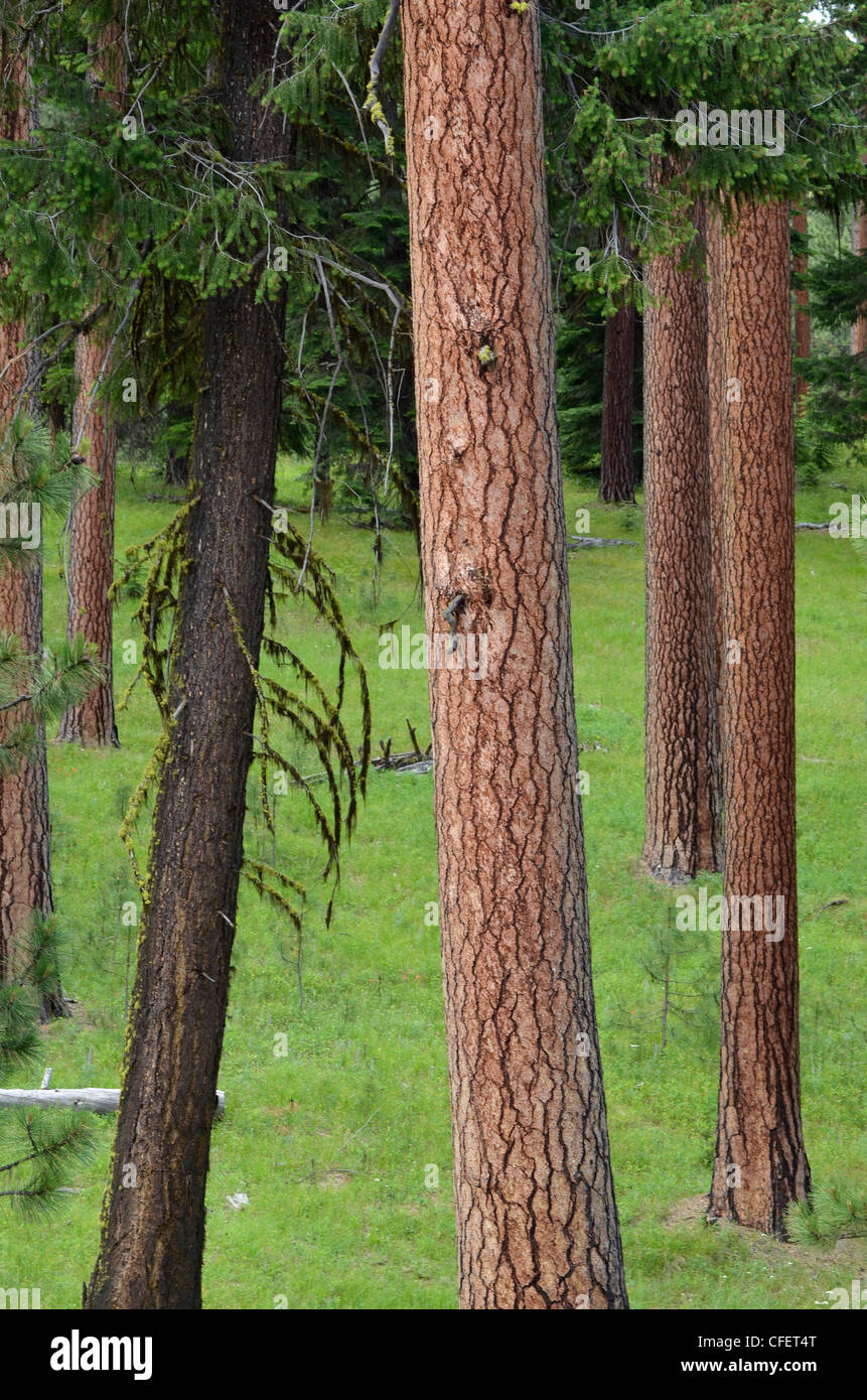 Alten Ponderosa Pine Wald in Zentral-Oregon. Stockfoto