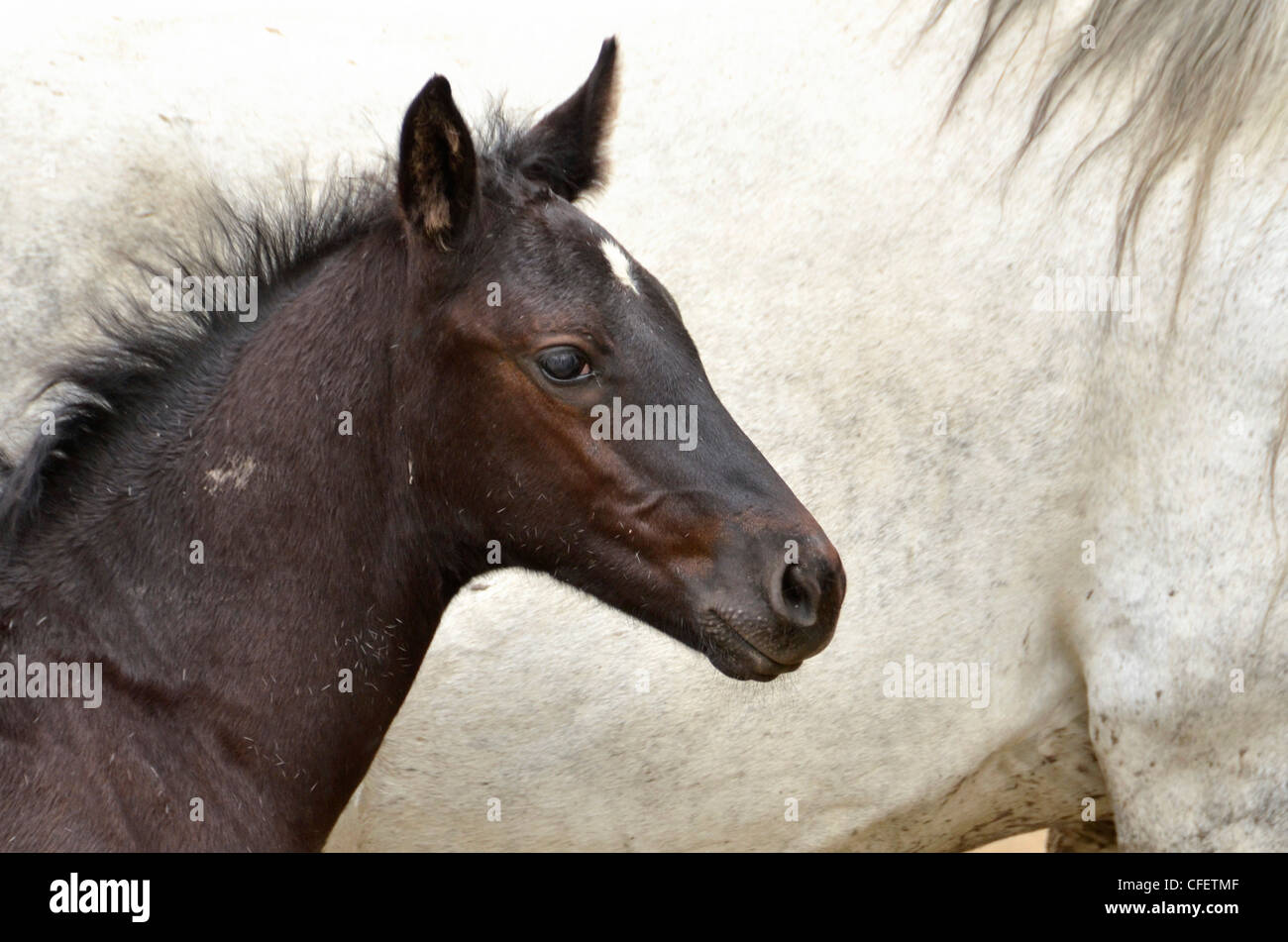 Pferde aus nächster Nähe, Idaho. Stockfoto