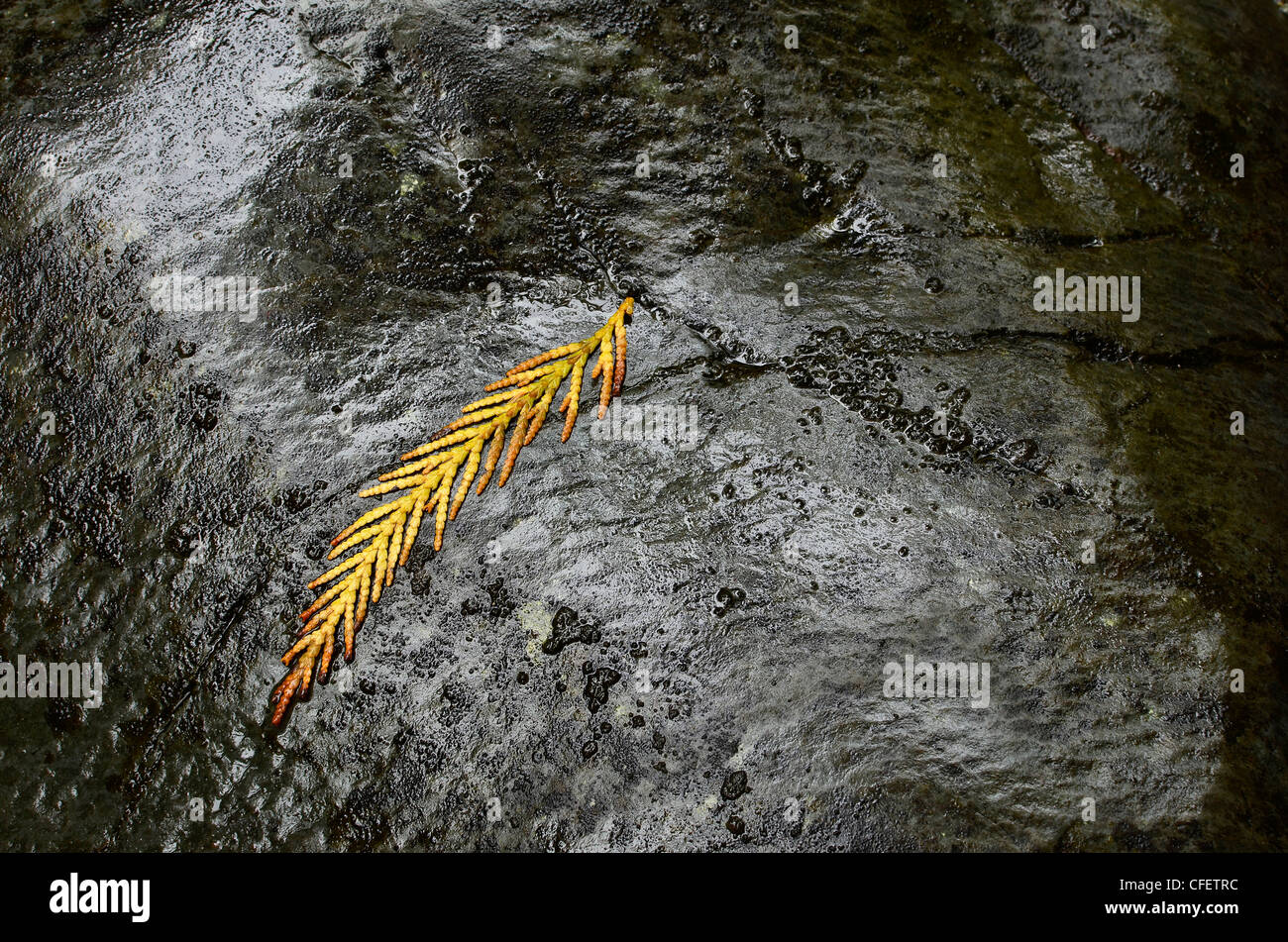 Zeder-Nadeln auf nassen Felsen, Kaskade-Strecke, Oregon. Stockfoto