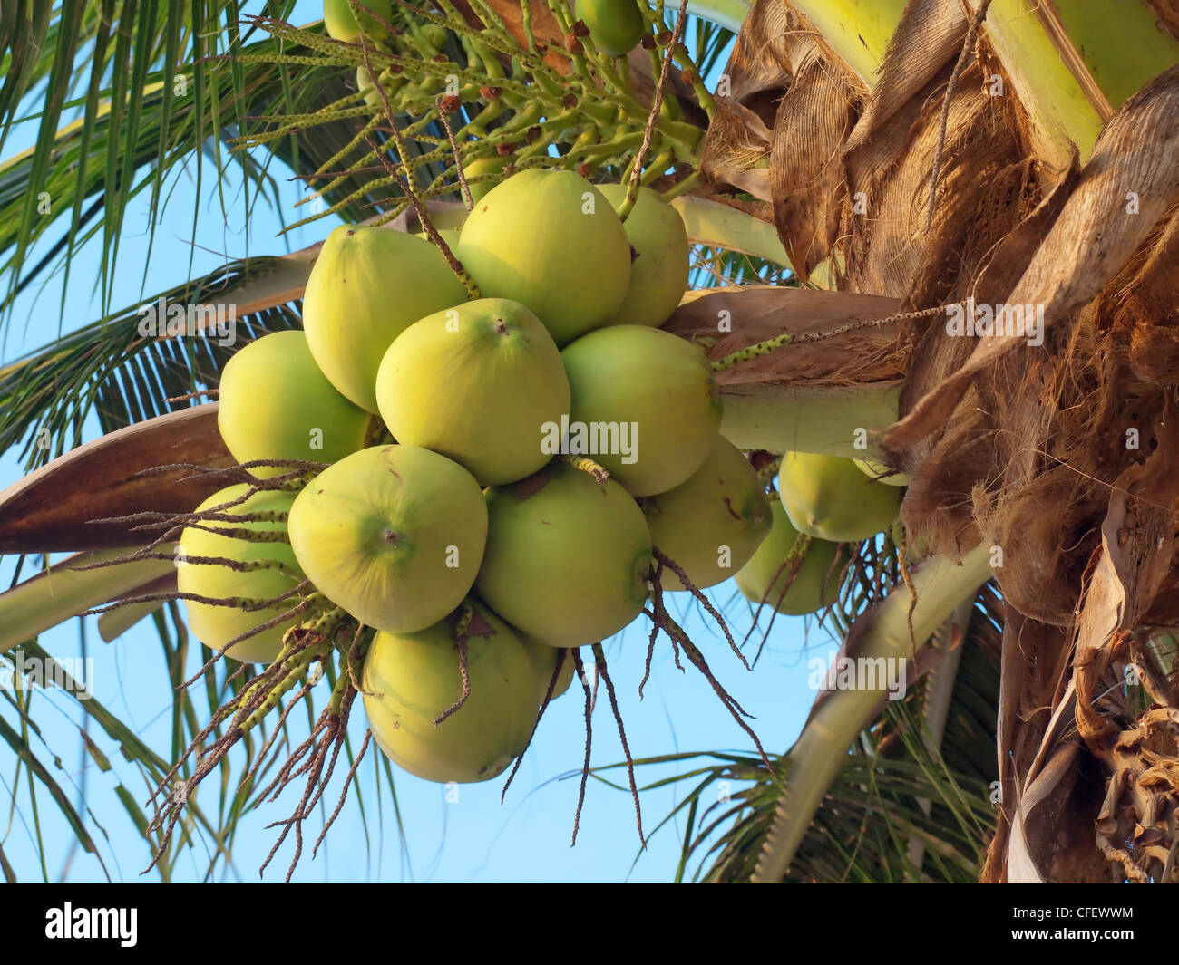 Cluster von Kokosnüssen Stockfoto