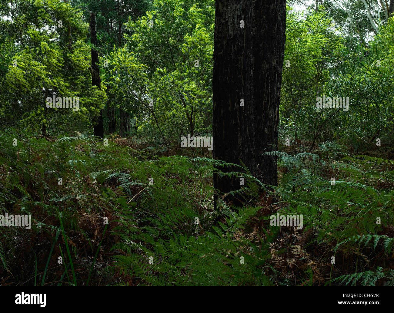 Frühling-Wald- und Flechtwerk Blumen, Booderee National Park, NSW Australia Stockfoto