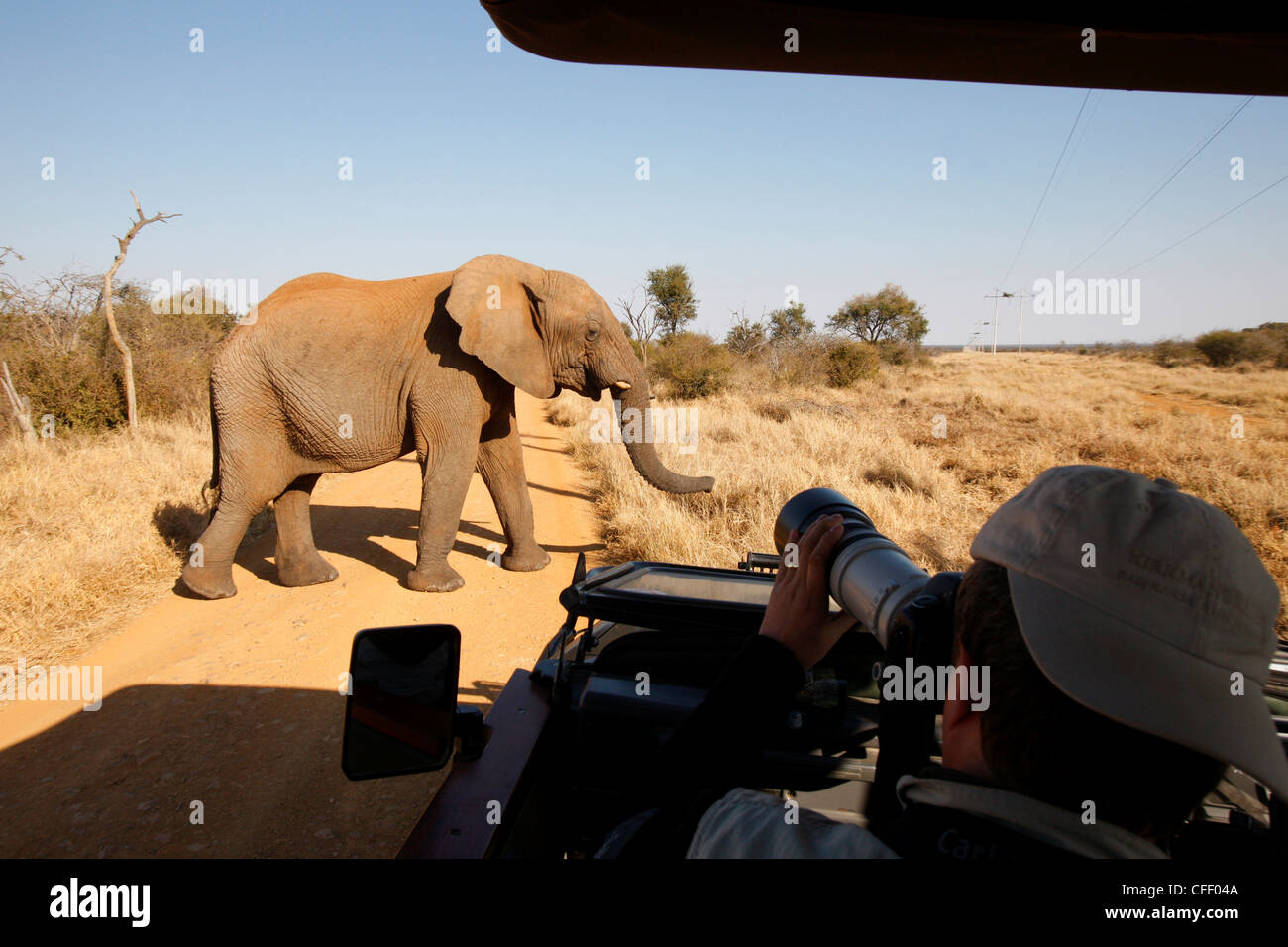 Afrikanischer Elefant vor Safari Fahrzeug, Madikwe Wildreservat Madikwe, Südafrika, Afrika Stockfoto