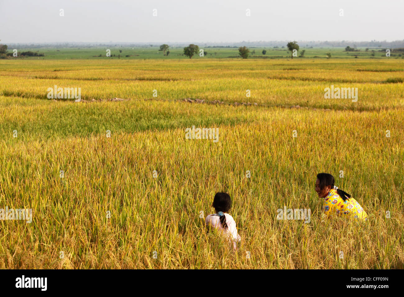 Kambodschanische Mädchen in einem Reisfeld Paddy Kompong Cham, Kambodscha, Indochina, Südostasien, Asien Stockfoto