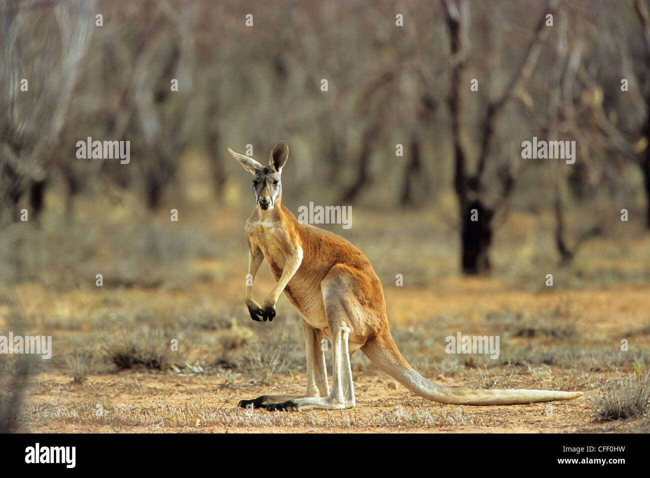 Red Kangaroo, Männlich, Macropus Rufus, Sturt Nationalpark, New South Wales, Australien Stockfoto