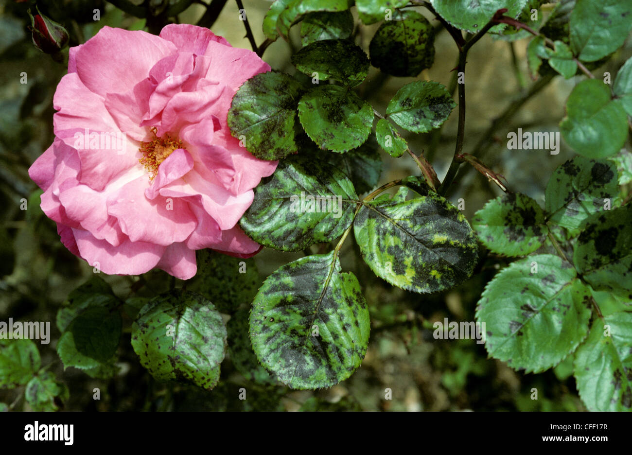 Rose schwarzer Fleck (Diplocarpon Rosae) auf Rosenblättern Stockfoto