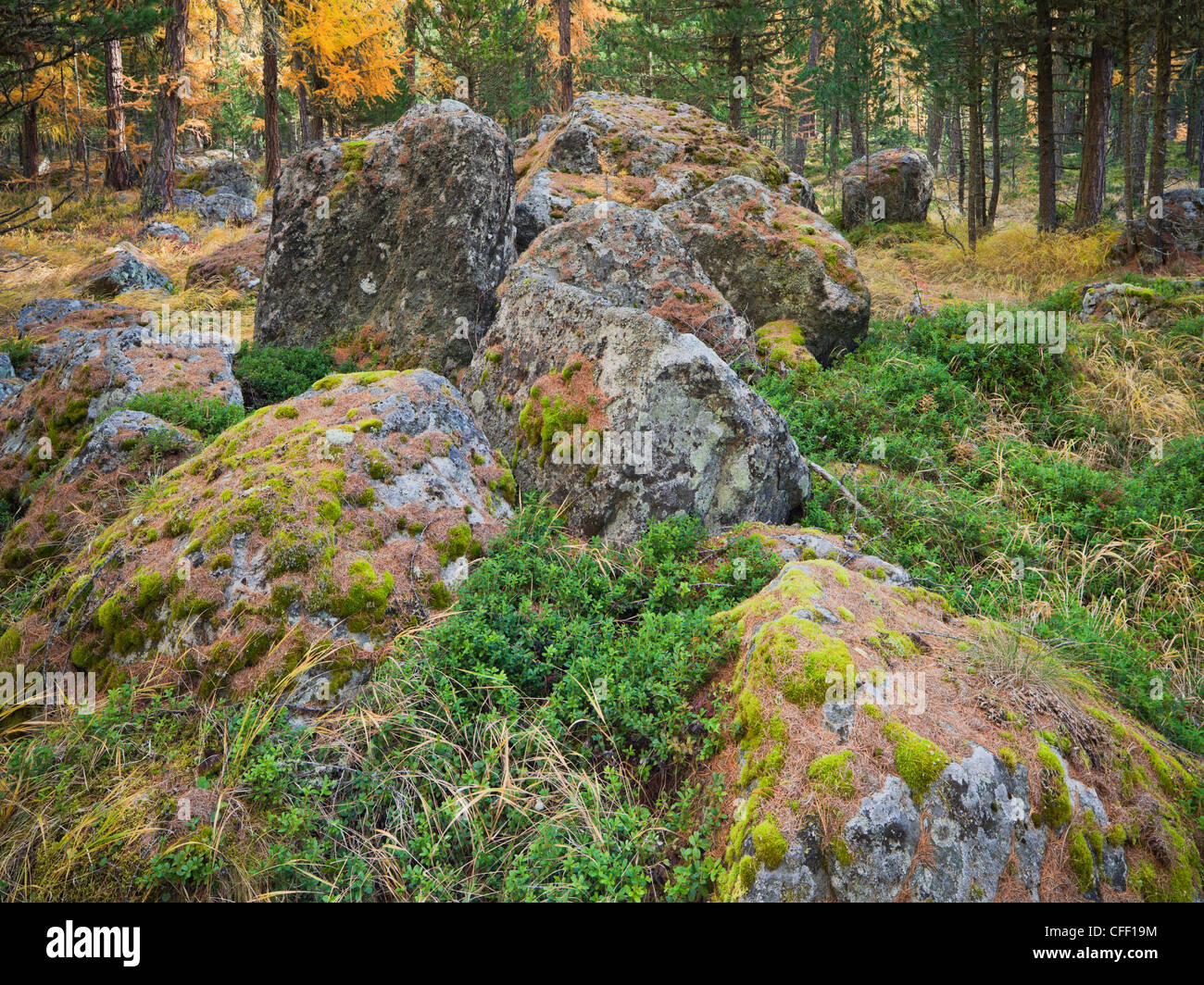 Bemoosten Steinen und Lärchen im Wald, Val Roseg, Graubünden, Schweiz, Europa Stockfoto