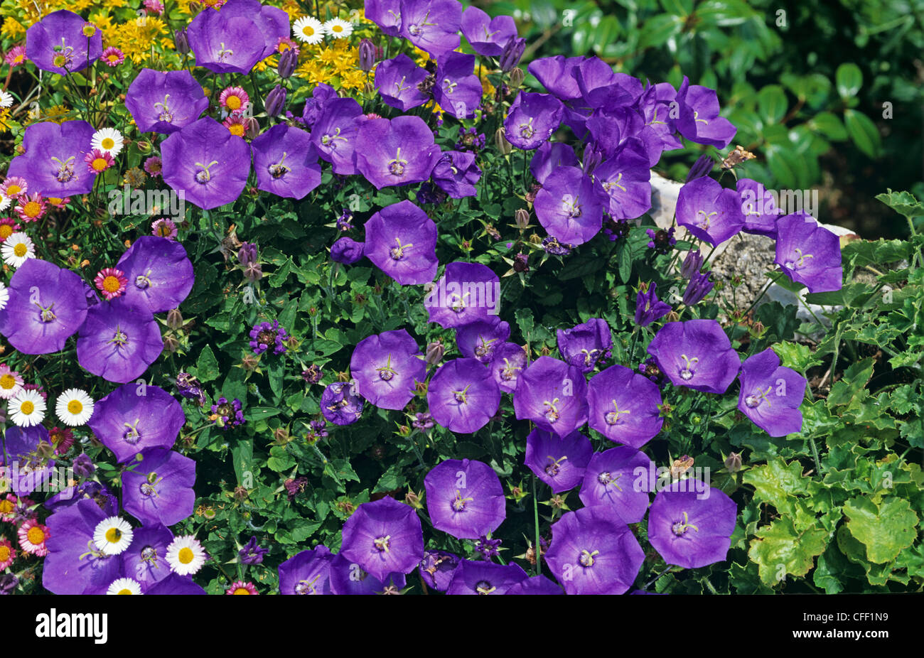 Campanula 'G F Wilson' niederwerfen Glockenblume Pflanze in Blüte Stockfoto