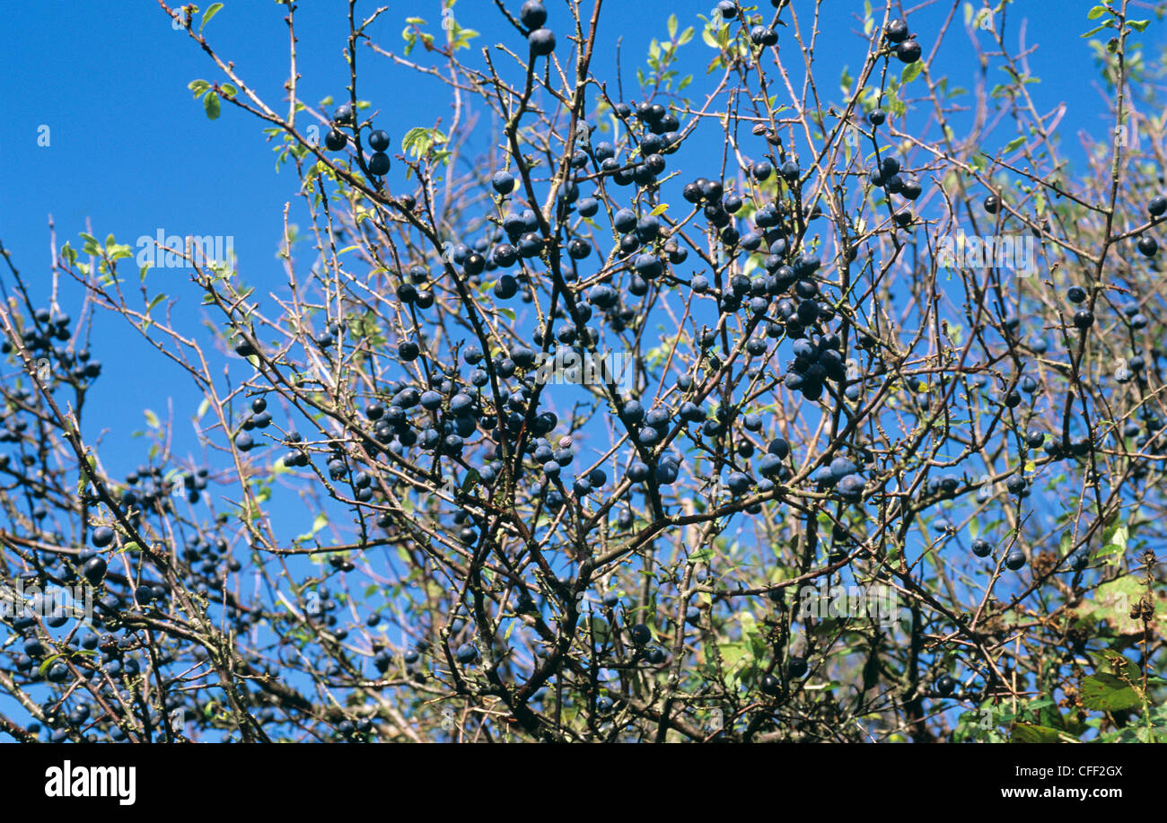 Schlehen oder Pasteten, bush Frucht auf eine Schlehe (Prunus Spinosa) im Herbst Stockfoto