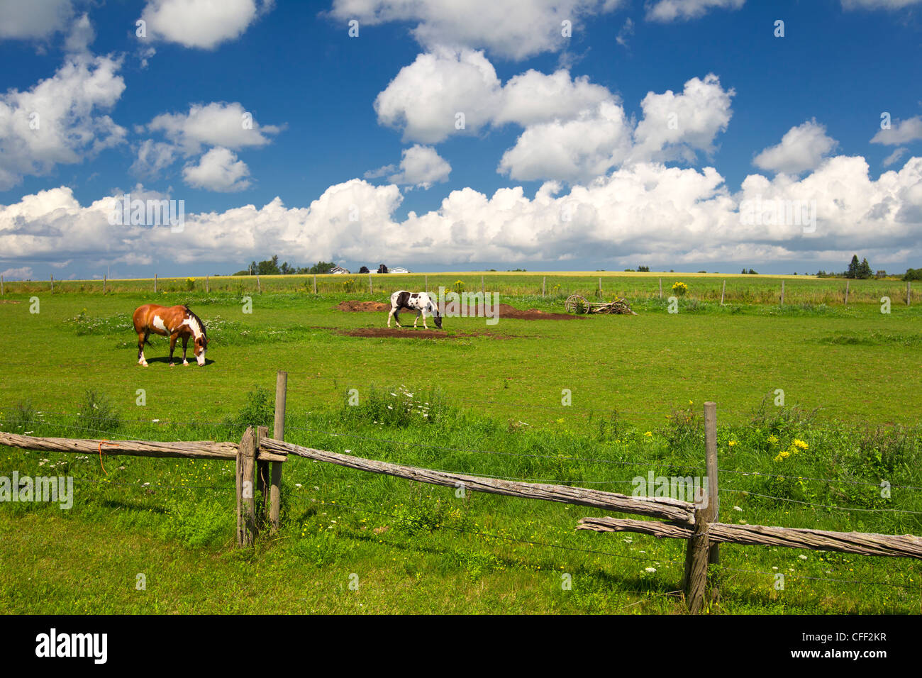 Farben-Pferde, Freetown, Prince Edward Island, Canada Stockfoto