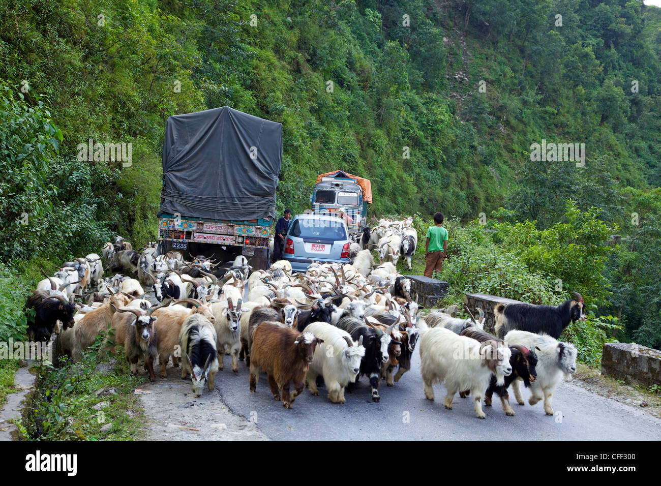 Mongolische Ziegen Reisen verursacht Landverkehr jam Himalaya unterwegs zwischen Pokhara und Nayapul, Nepal, Asien Stockfoto