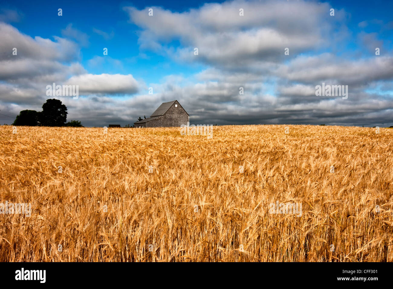 Scheune und Weizen Feld, Guernsey Cove, Prince Edward Island, Canada Stockfoto