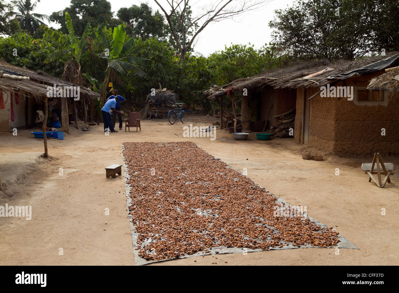 Lufttrocknendes Kakao Bohnen in der Nähe von Duekoue, Ivory Coast, Elfenbeinküste, Westafrika Stockfoto