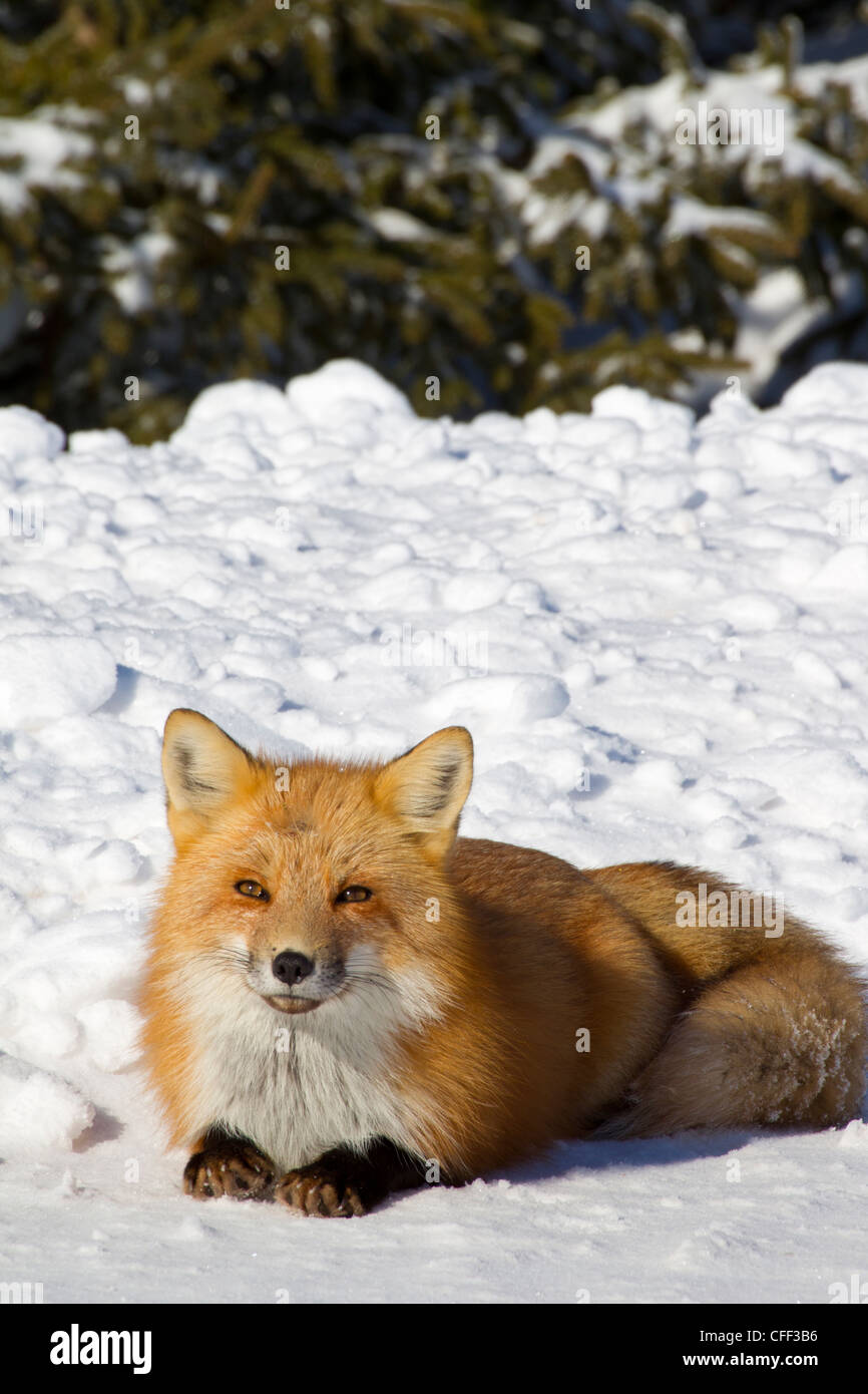 Rotfuchs (Vulpes Vulpes) im Winter, Prince Edward Island National Park, Kanada Stockfoto