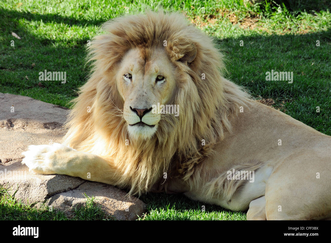 Captive männlicher Löwe (Panthera Leo), Cango Wildlife Ranch in der Nähe von Oudtshoorn, Western Cape, Südafrika Stockfoto