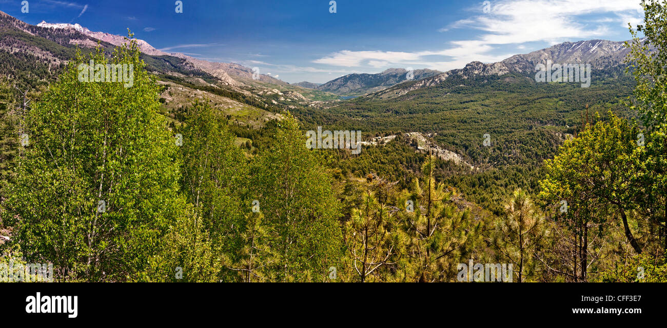 Mischwald im Golo-Tal, Korsika, Frankreich Stockfoto