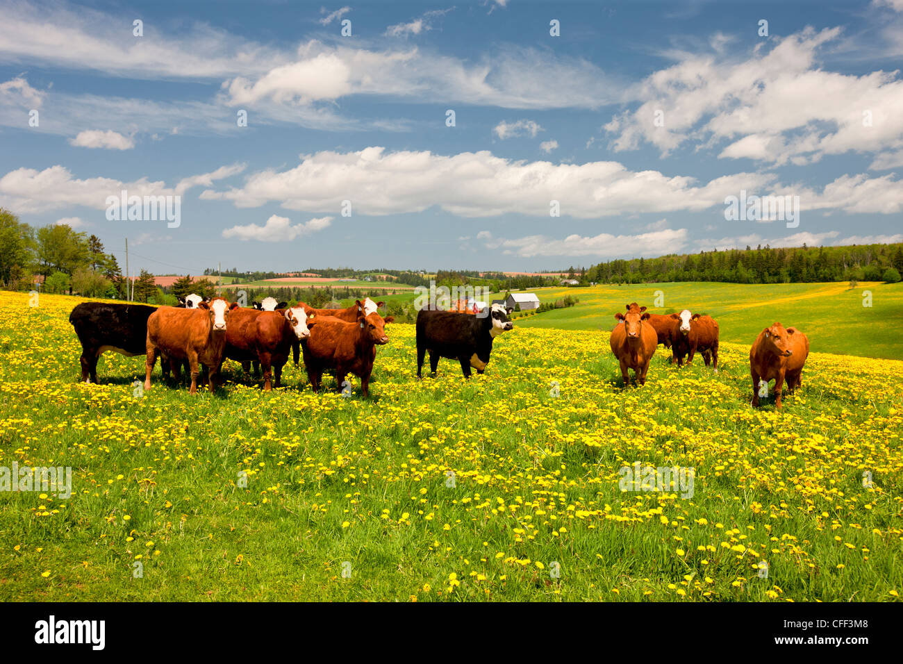 Rinder im Bereich der Löwenzahn, Grahams Road, Prince-Edward-Insel, Kanada Stockfoto