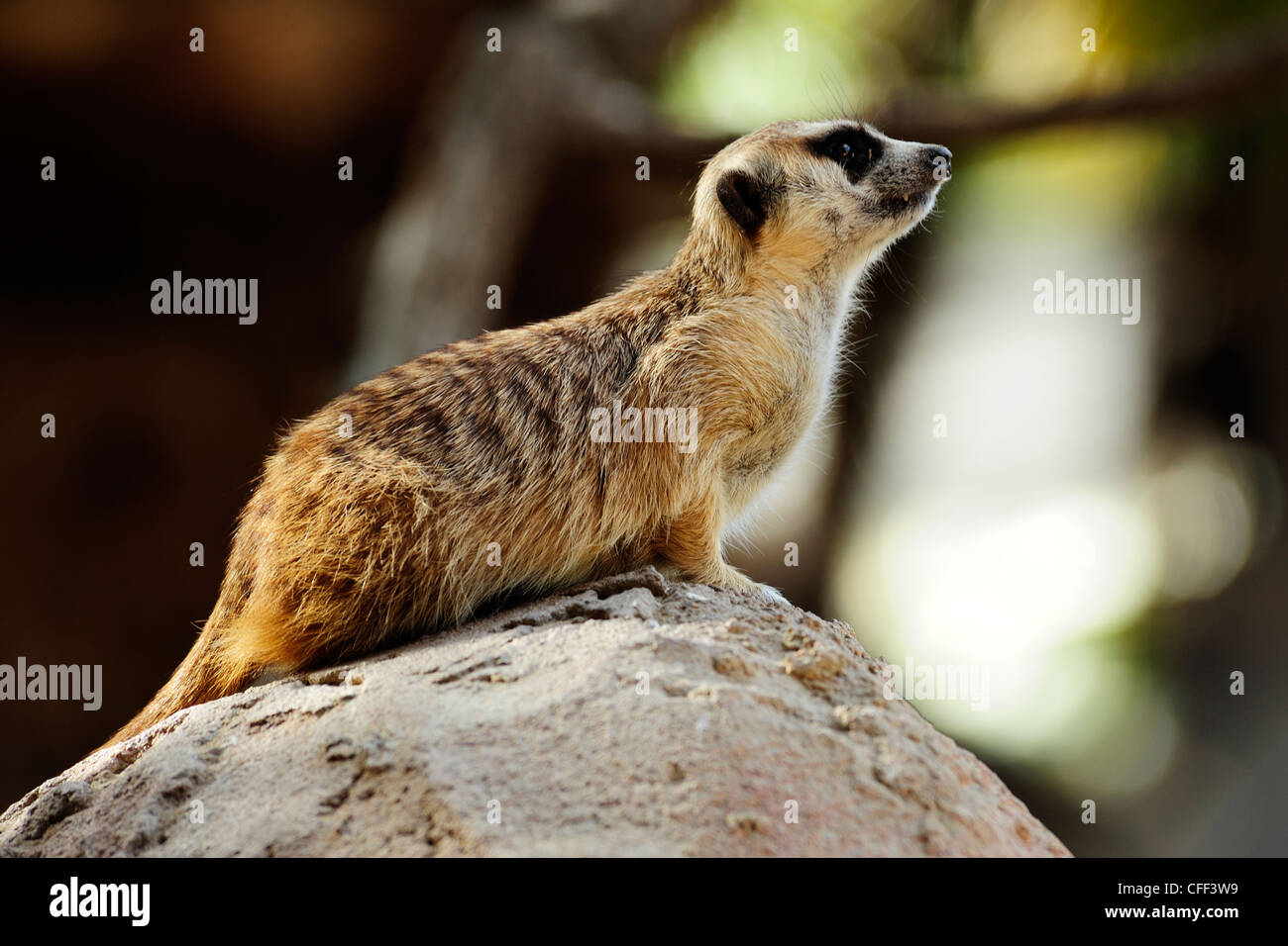 Captive Erdmännchen (Suricata Suricatta), Cango Wildlife Ranch in der Nähe von Oudtshoorn, Western Cape, Südafrika Stockfoto