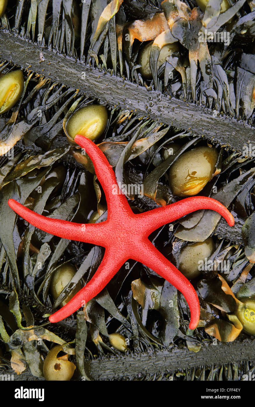 Red Sea Star, Botanical Beach, Vancouver Island, British Columbia, Kanada. Stockfoto