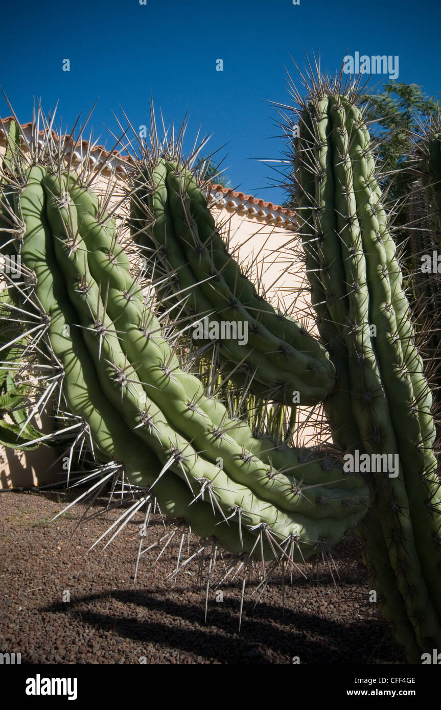 Kaktus Kakteen Spitze spitzen Stacheln schtzende Cactaceae Fort Wste Wand  Festungen Stockfotografie - Alamy