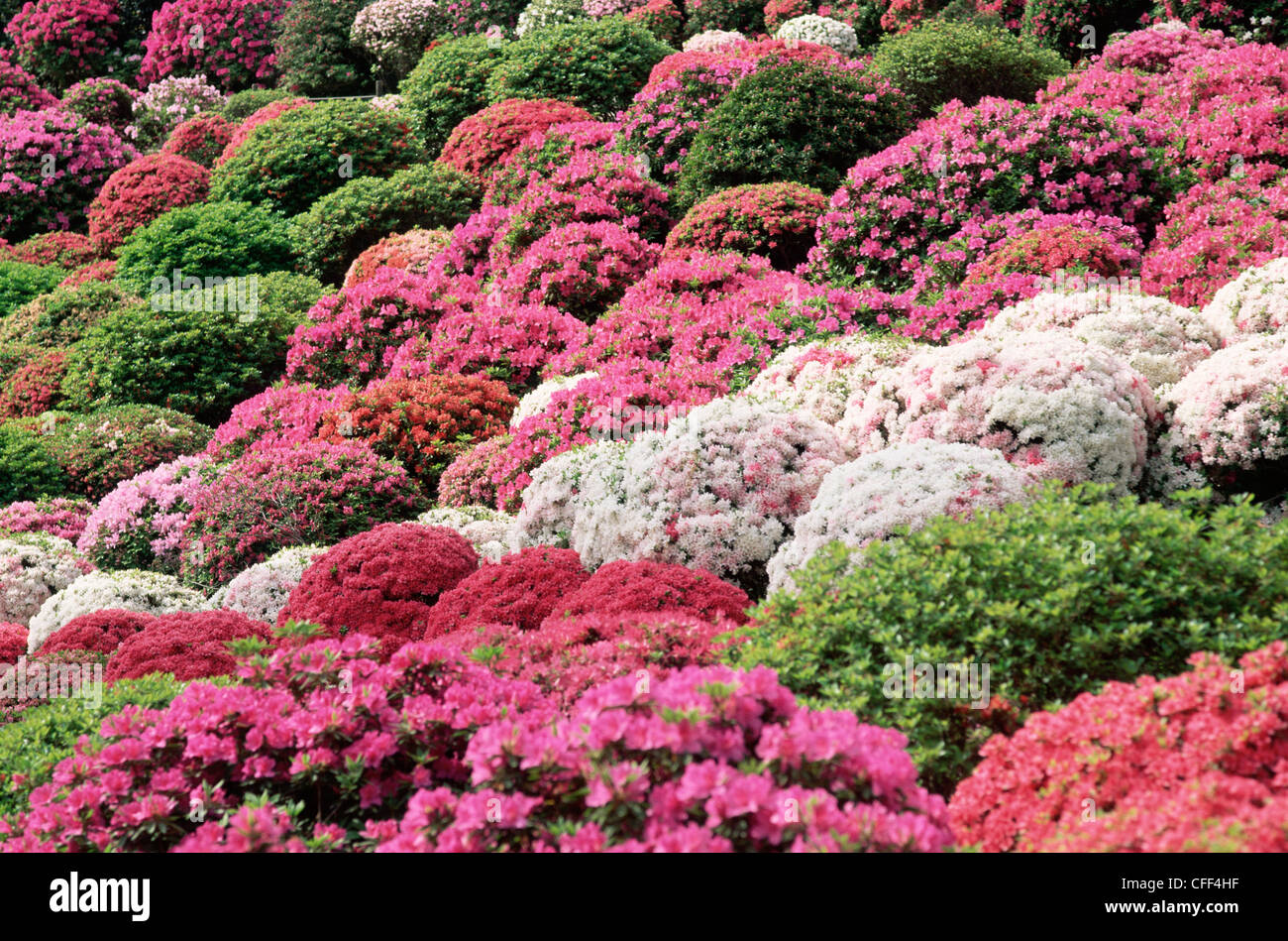 Japan, Tokio, Nezu Schrein, die Azalee-Garten Stockfotografie - Alamy