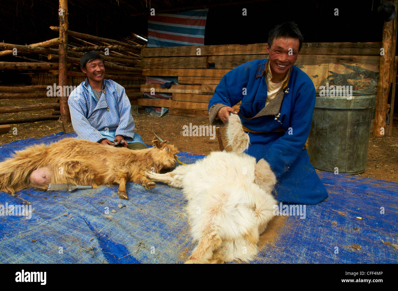 Mongolische Nomaden Kaschmir Scheren off ihre Ziegen, Provinz Arkhangai, Mongolei, Zentral-Asien, Asien Stockfoto