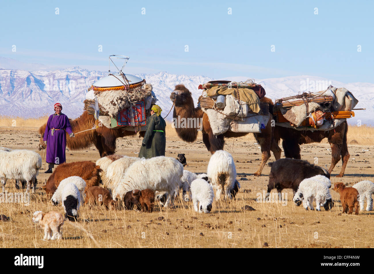 Nomadische Transhumanz mit baktrischen Kamele in Landschaft, Provinz Khovd, Mongolei, Zentral-Asien, Asien Stockfoto