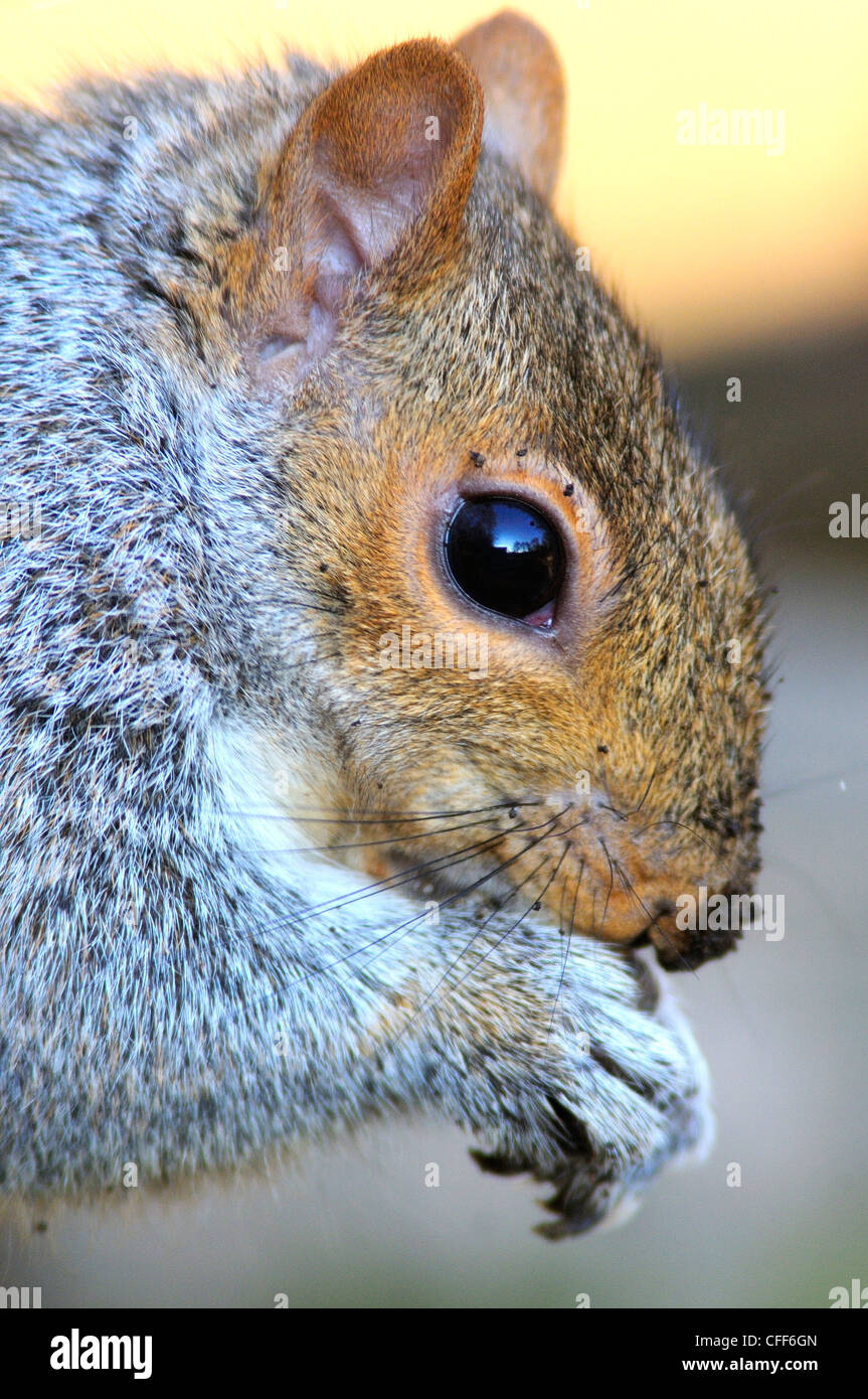 Eine Nahaufnahme des Kopfes eines grauen Eichhörnchens UK Stockfoto