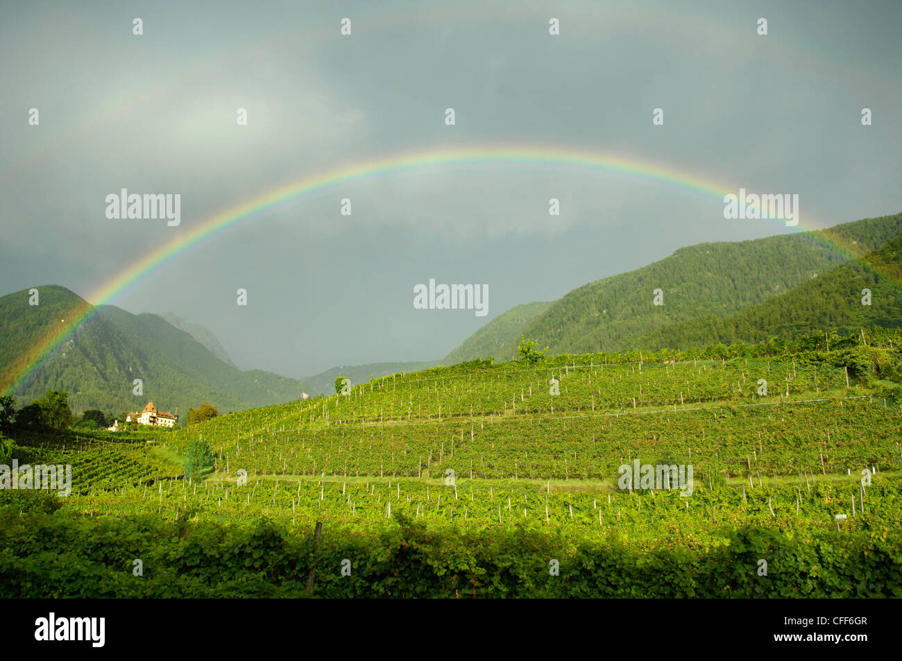 Regenbogen über Weinberge, Obermais, Meran, Südtirol, Südtirol, Italien, Europa Stockfoto