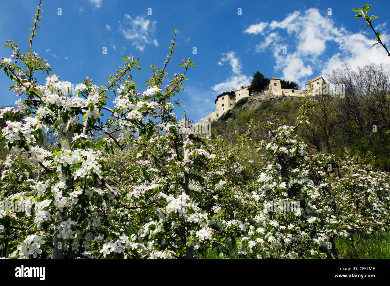 Blühende Apfelbäume vor Schloss Sigmundskron, Vinschgau, Südtirol, Südtirol, Italien, Europa Stockfoto