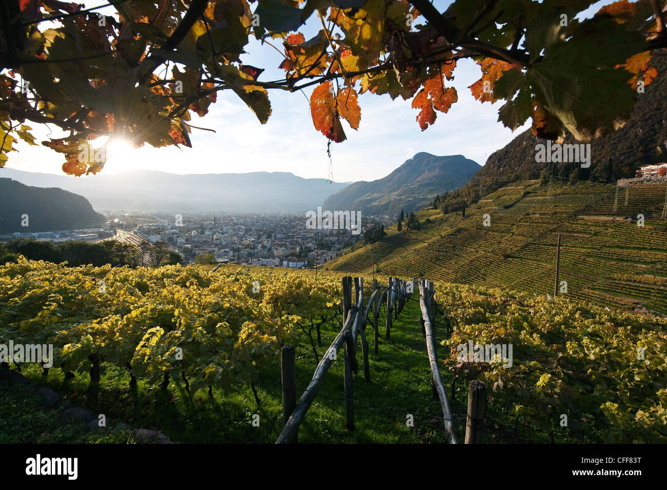 Weinberge rund um das Dorf St. wechselnd im Herbst, Südtirol, Alto Adige, Italien, Europa Stockfoto