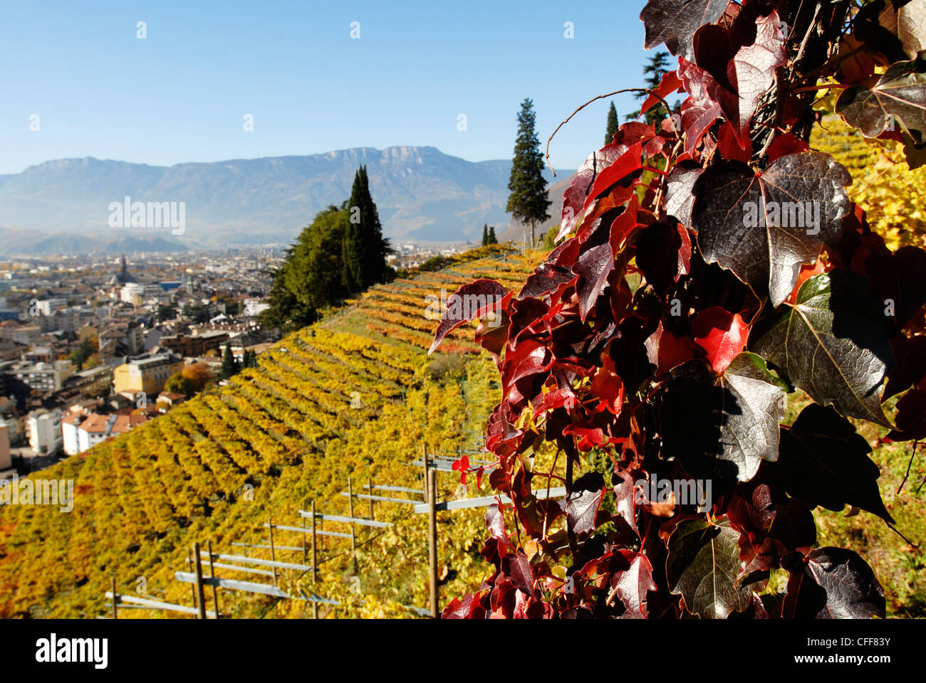 Weinberge im Sonnenlicht, Bozen, Südtirol, Alto Adige, Italien, Europa Stockfoto