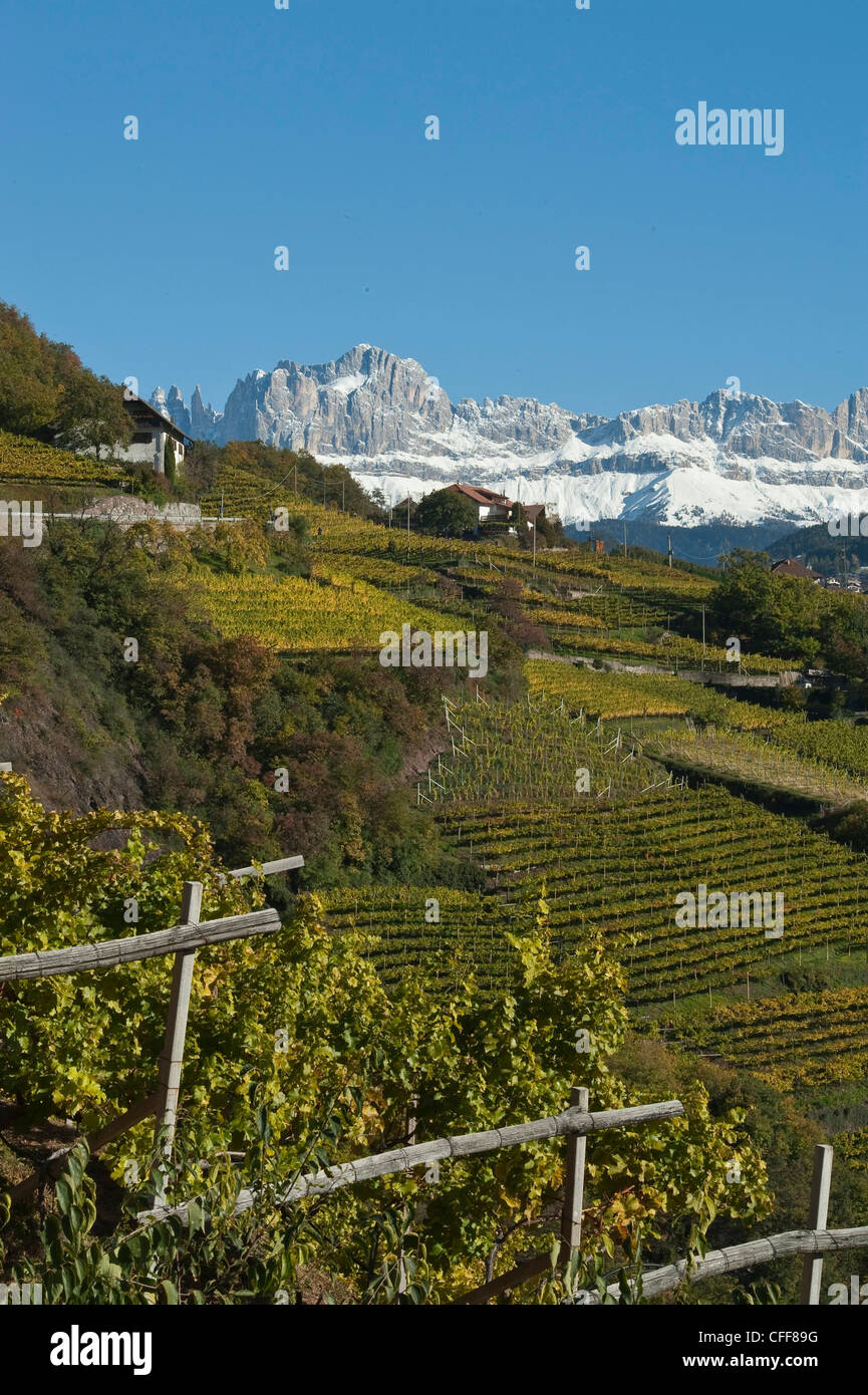 Weinberge vor Bergkette im Herbst, Dolomiten, Südtirol, Italien, Europa Stockfoto