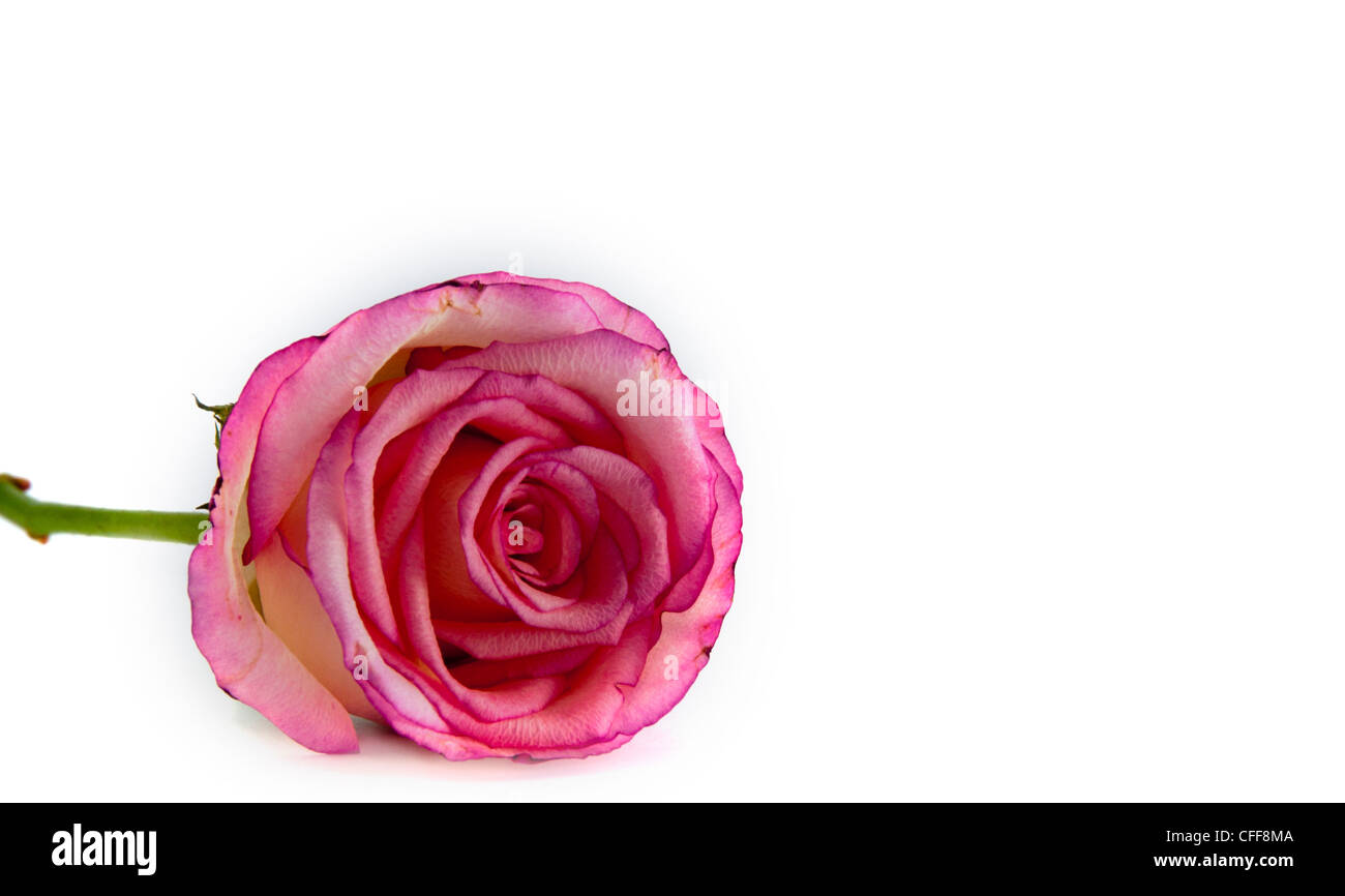 rosa Rose auf weißem Hintergrund isoliert Stockfoto