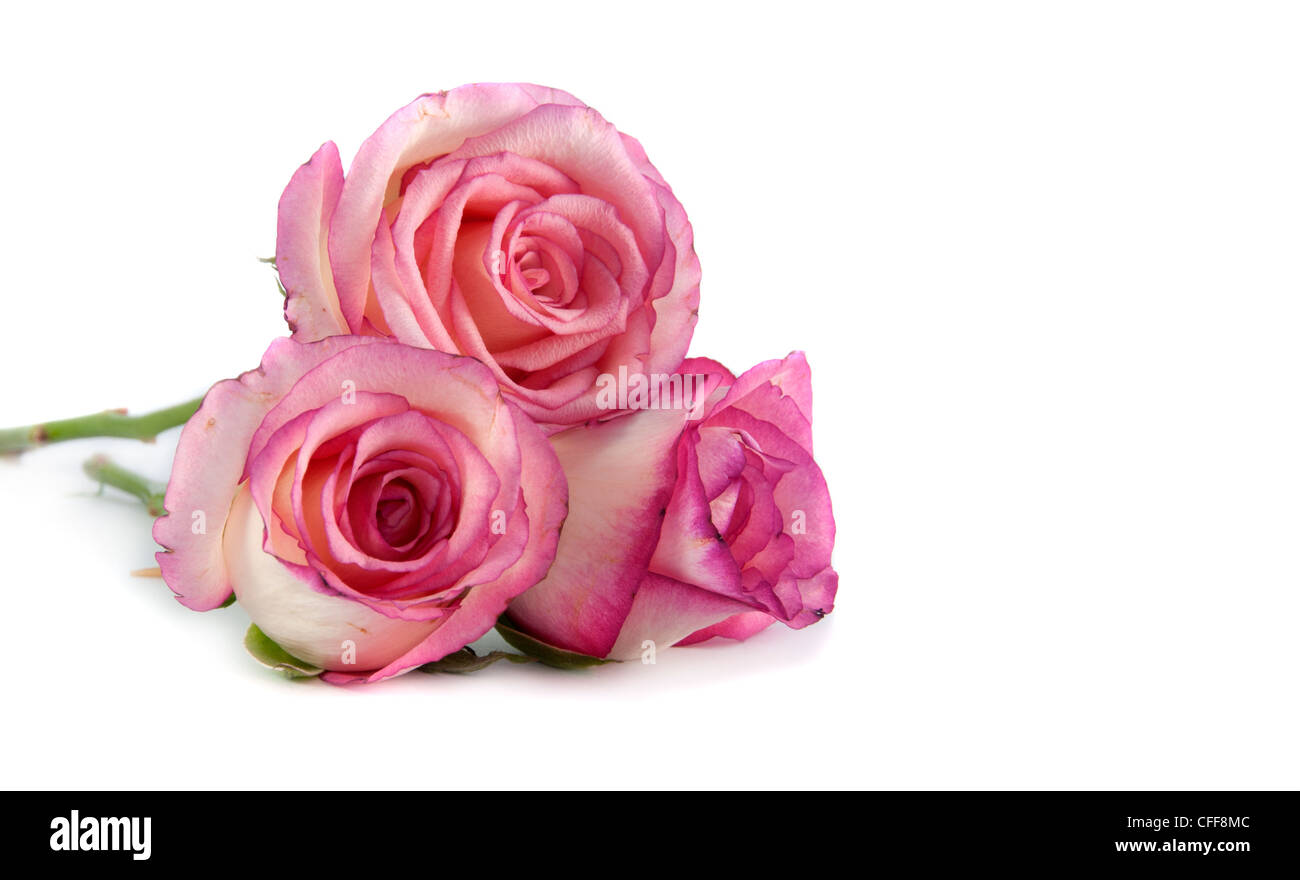 drei Rosa Rosen auf isolierte Hintergrund Stockfoto